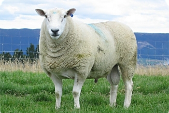 texel-03