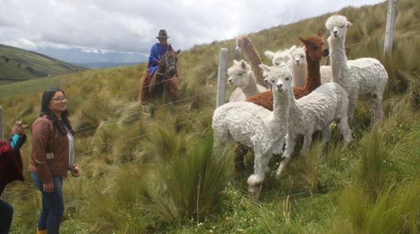 ovinews-alpacas