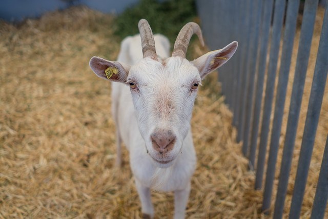 ovinews.-Expo Caprinos