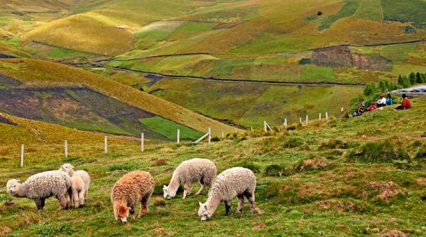 ovejas ecuador