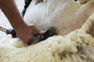 on-shearing