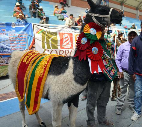 ON-feria nacional gran campeon