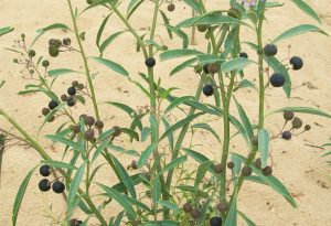 ovinews-maleza toxica