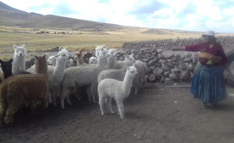 ovinews.volcan ubinas