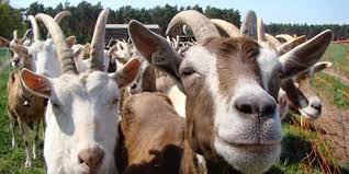cabras