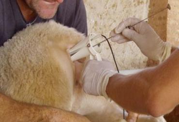 dificultandes-inseminacion-artificial-ovinos