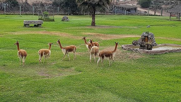 ON-parque Lima