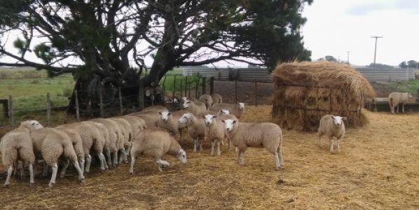 ovinews-texel