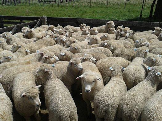 ovinews-varias ovinos