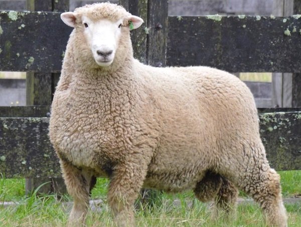 de-la-raza-ovina-Romney-Marsh