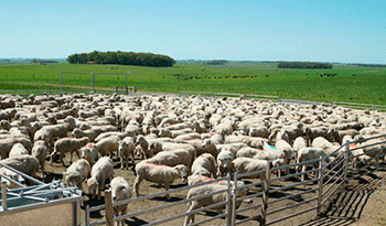 23-RURALES-WEB-OVINOS-Foto-presidencia