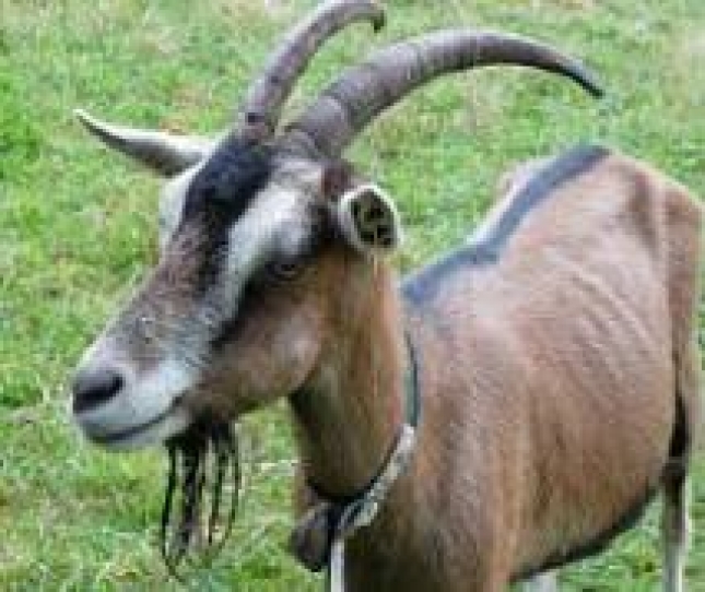 ovinews.-caprino asturias