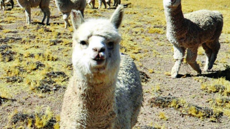 ovinews.procamelidos