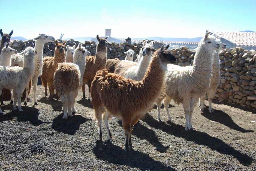 ON-llama tarija