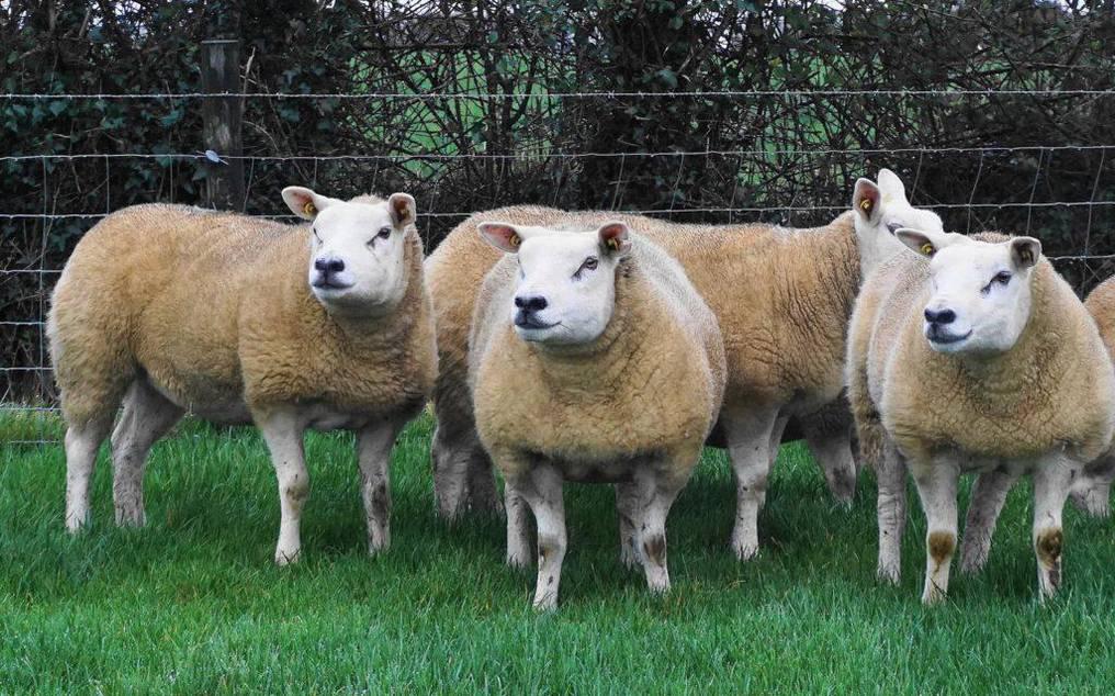 WNNXJ675GRBTXMN2246X5GAOHM