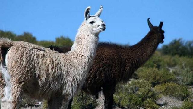 ovinews-puna jujeña