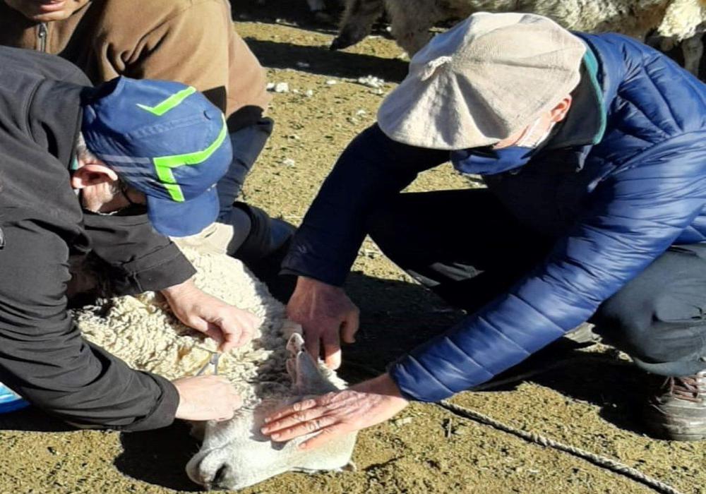 ON-sanidad ovina enre rios