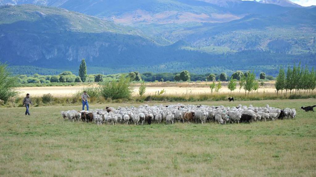 ovinos-sur-argentina