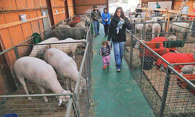 6EXPO-GANADERA-JV6-667x400