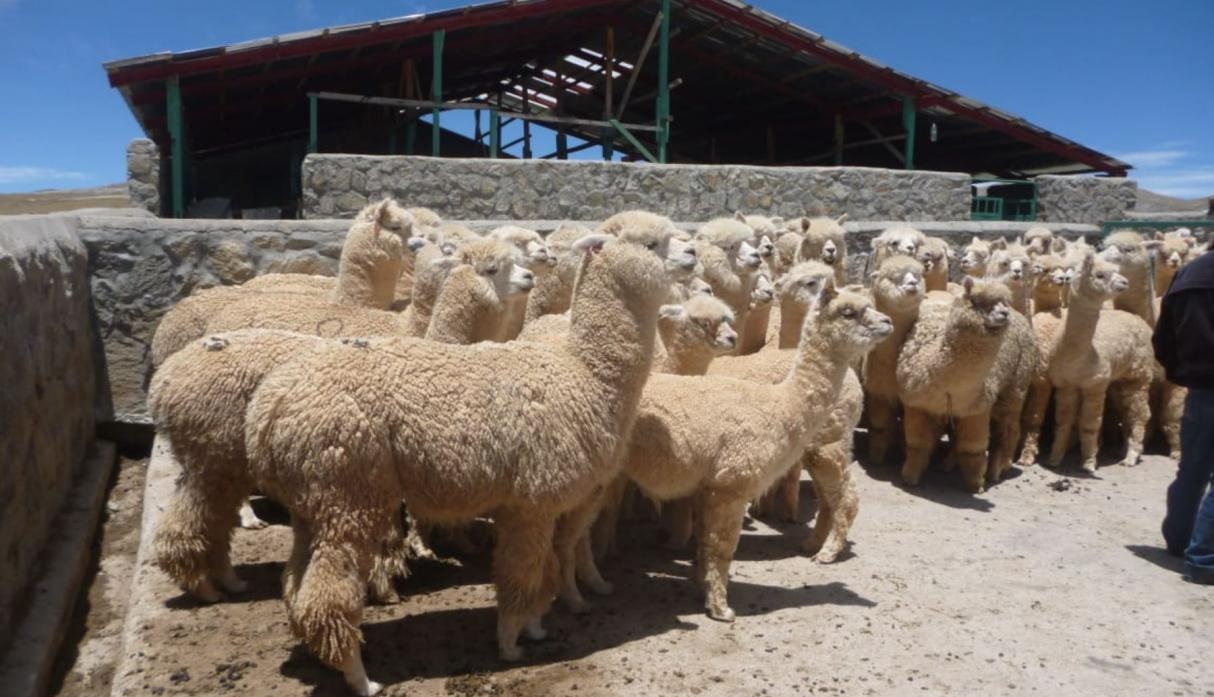 ovinews-alpaca