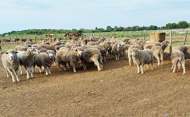 ON-totoral ovinos
