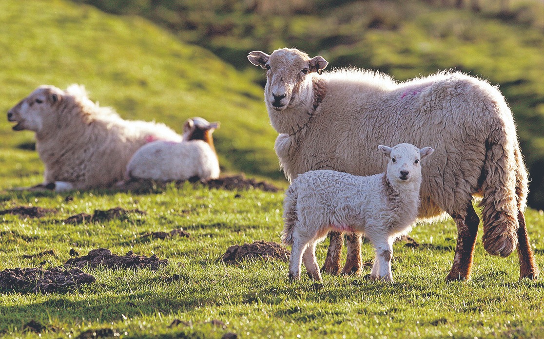 ovinews.-genetica uruguaya