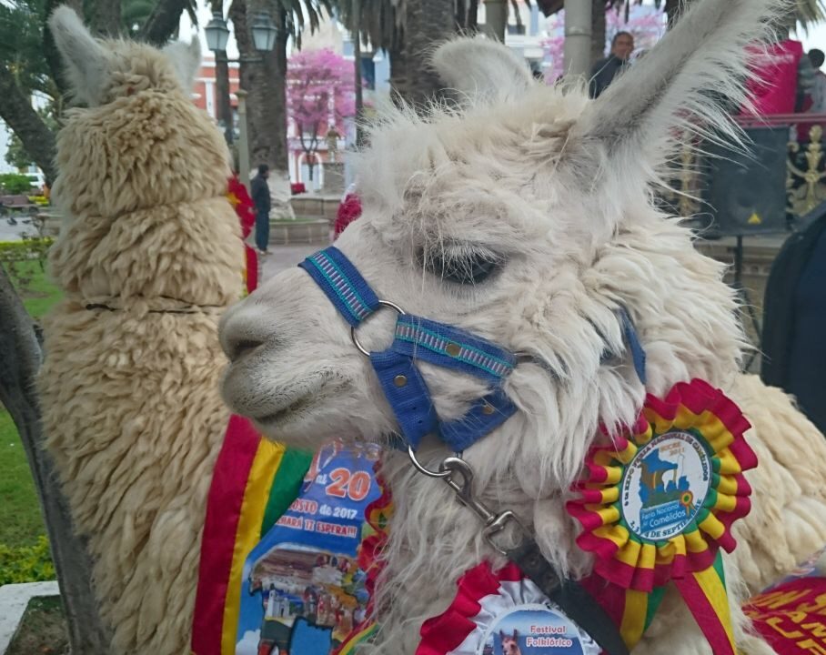 ovinews.-tarija