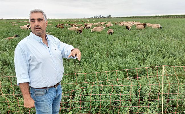 Franco-Michelli-650x401