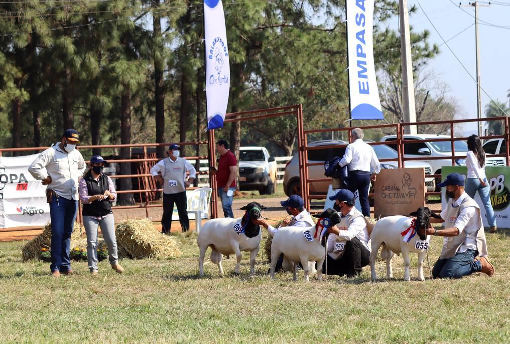 ON-Expo Nacional Ovinos