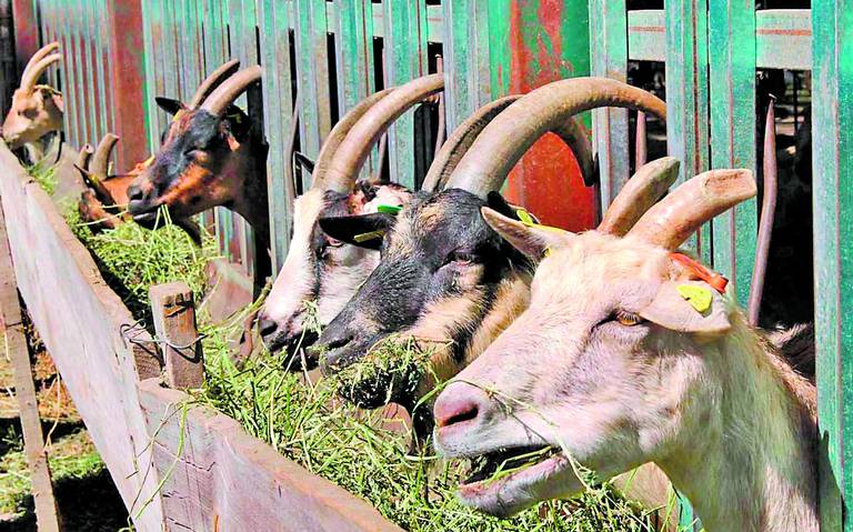 ovinews-cabras