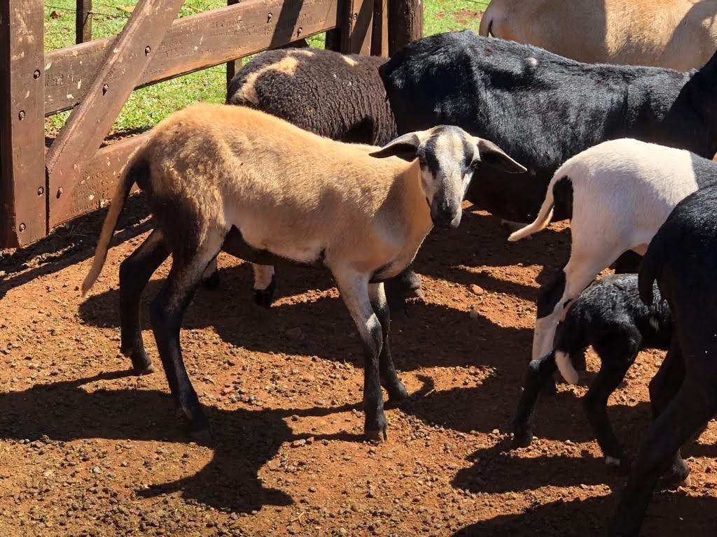 raza-ovina-Black-Belly-