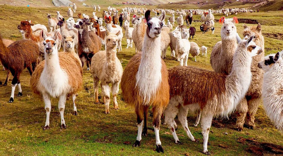 llamas (1)