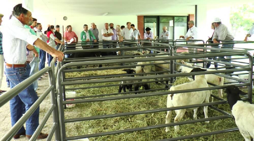 Ovejas-Entrerios-2022-ok