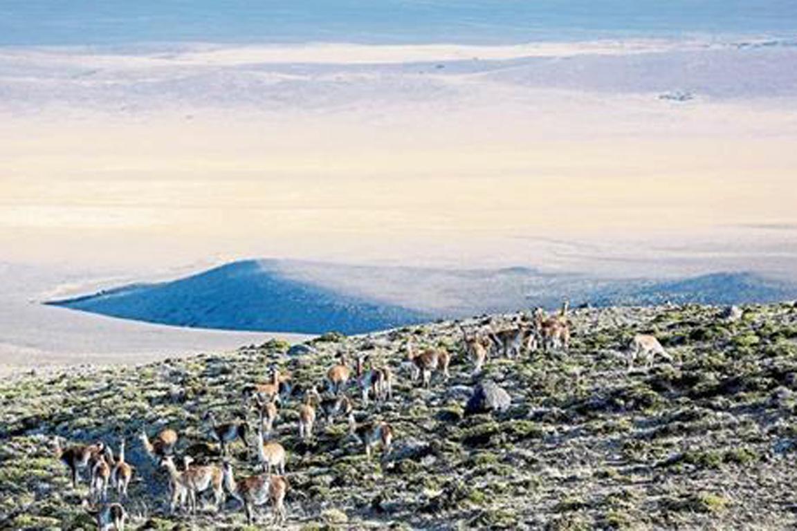 ovi-guanacos en la meseta del lago argentino