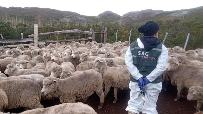 ovinews-sag