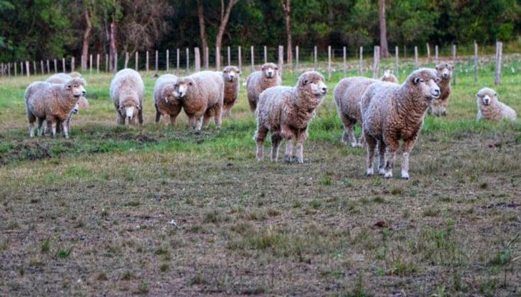 ovejas-730x416