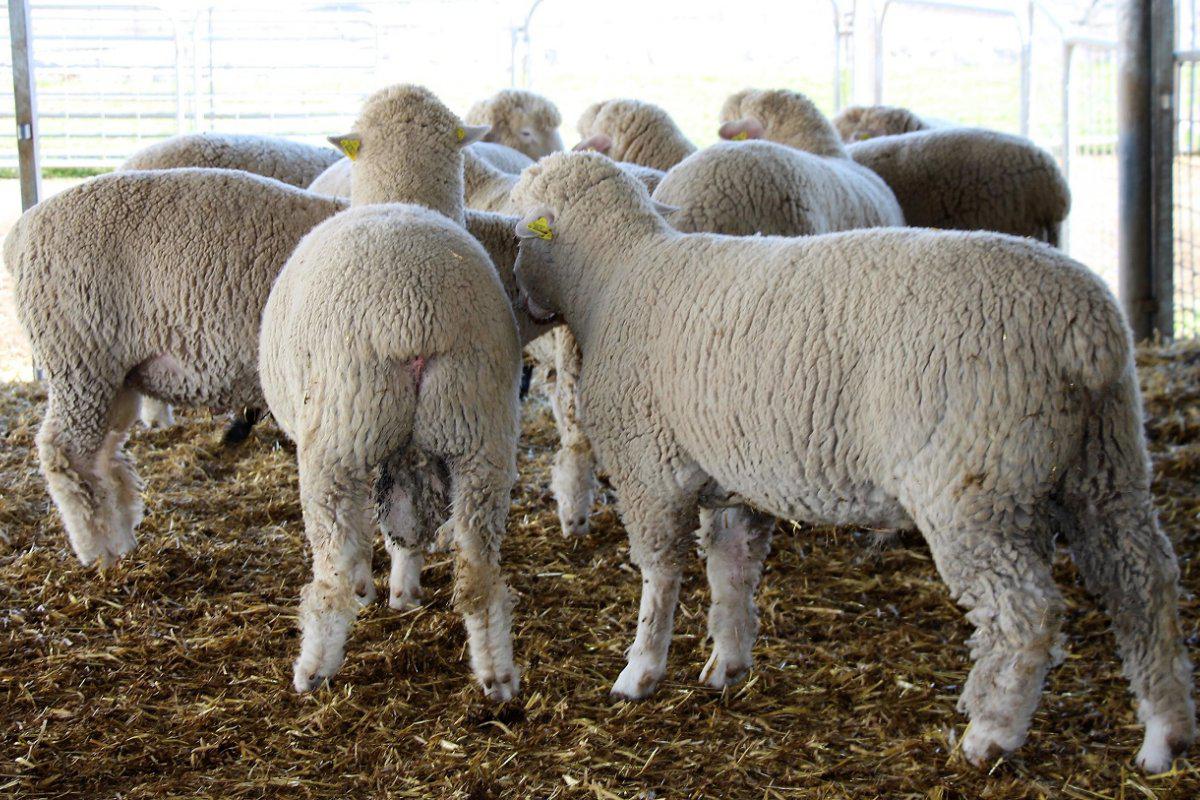 ovinews-senado prorroga