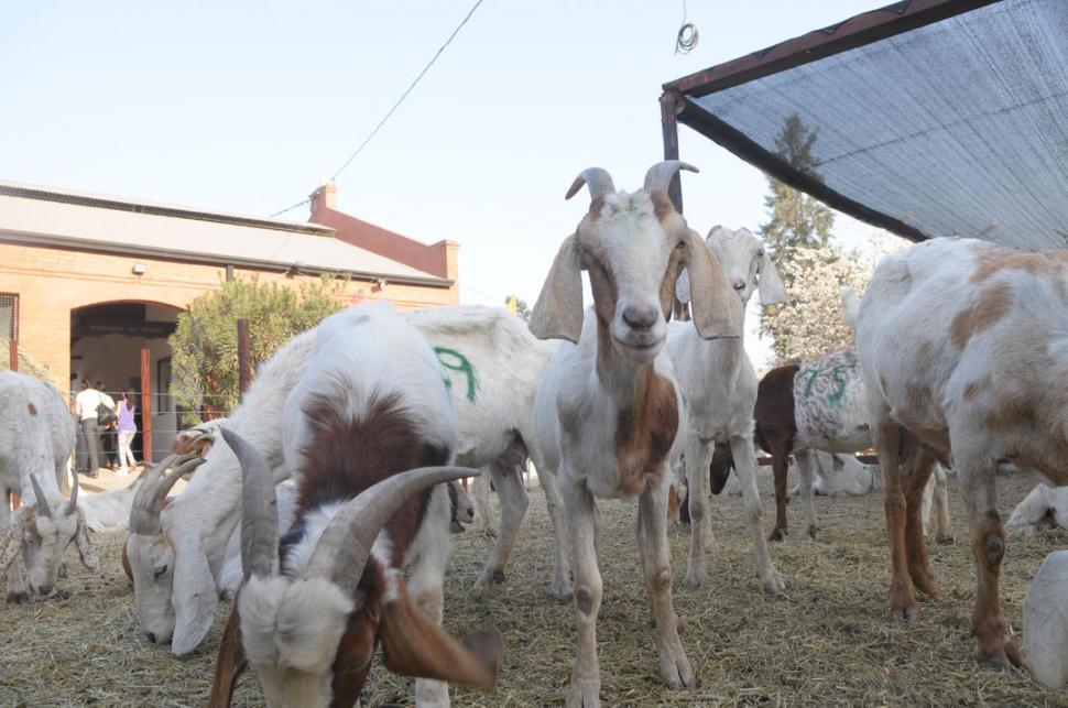 ovinews.plan sanitario tuuman caprino