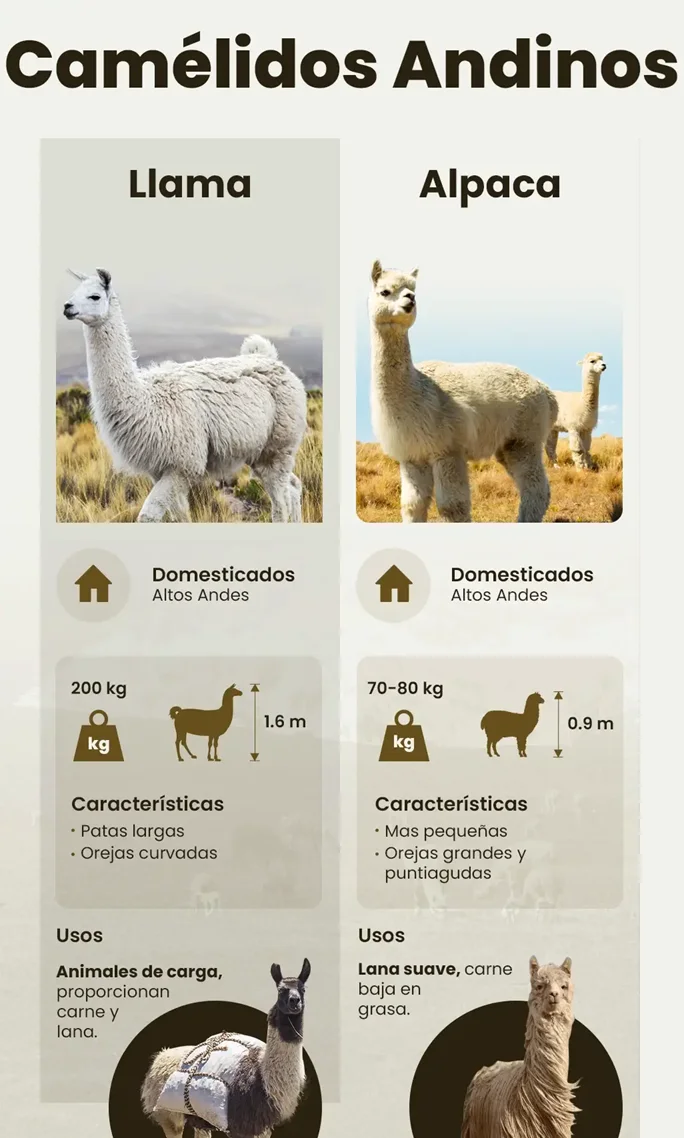 o-camelidos andinos 1