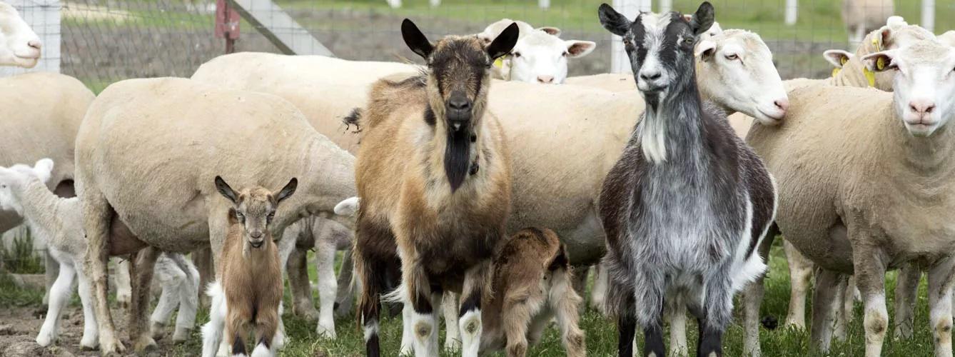 ON-cabras ovejas