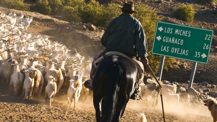 trashumancia-norte-neuquino