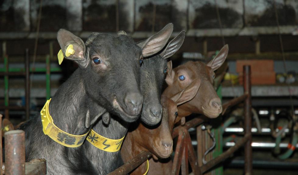 ON-cabras leche precio estable