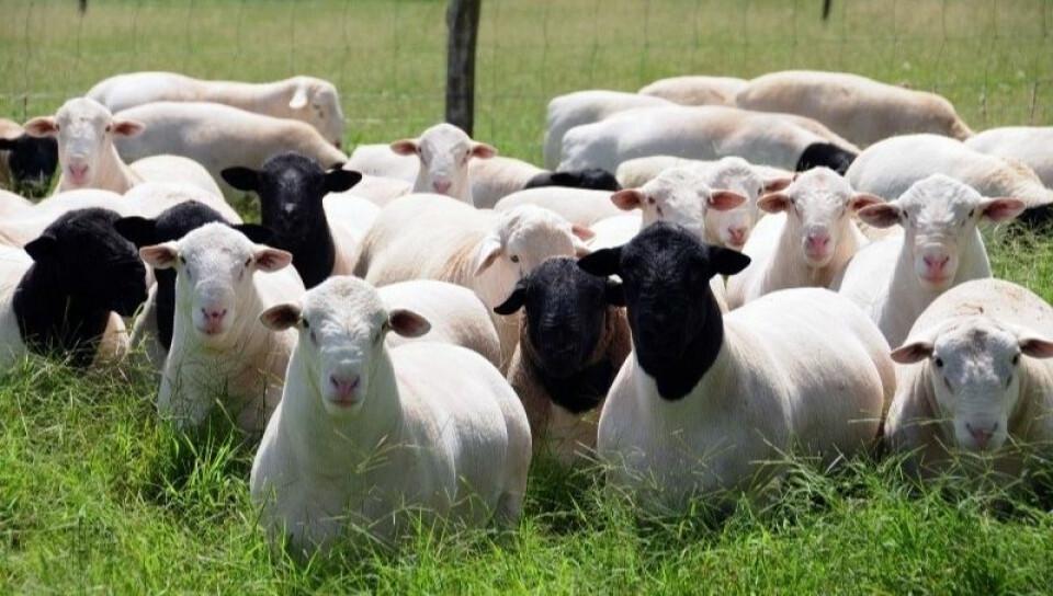 ovinocultura-ovinos-