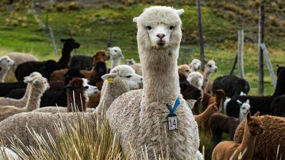 ovinews-Dosificaran-a-las-alpacas-y-ovinos-en-las-zonas-altas-Puno-1536x864