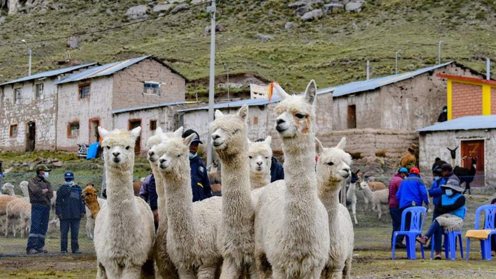 Camelidos-Sudamericanos-Puno-1536x864