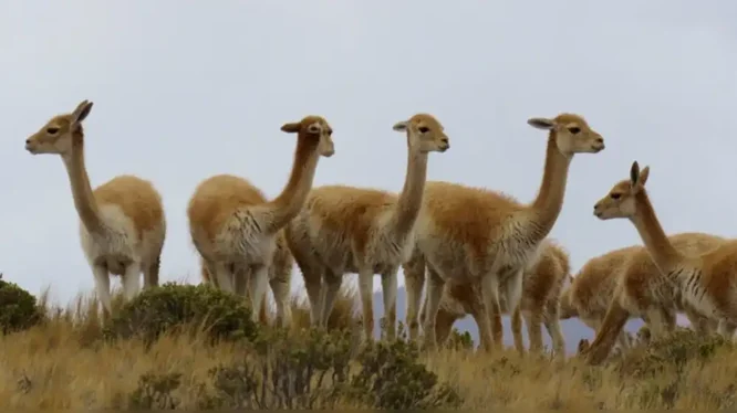 on-vicuña