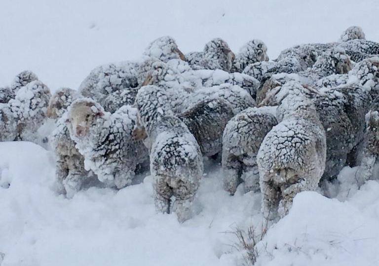 ovinews-ovinos nieve