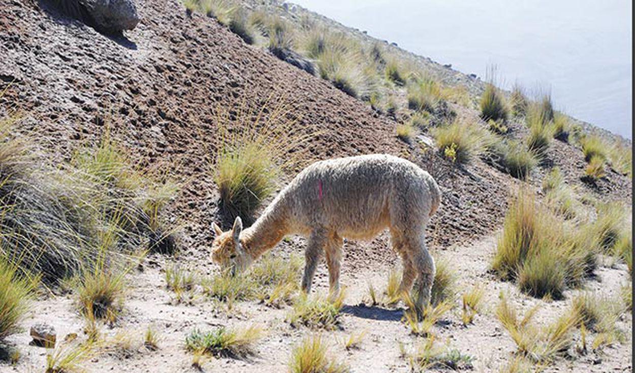 ovinews-comuneros reportan