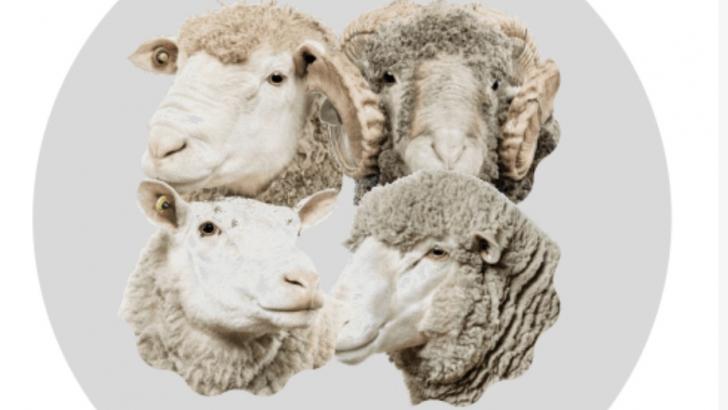 ovinews-asociacion española