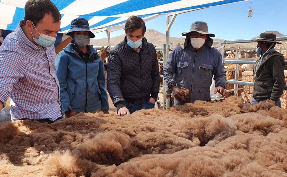 ON-esquila-en-la-puna